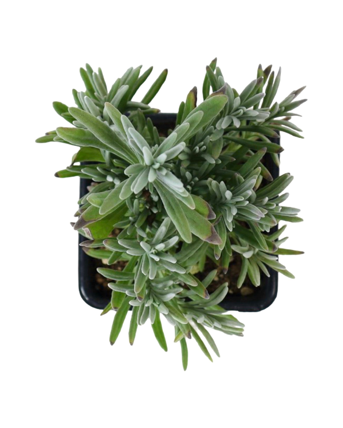 Lavandula 'Sensational!' - Herbs and Vegetables