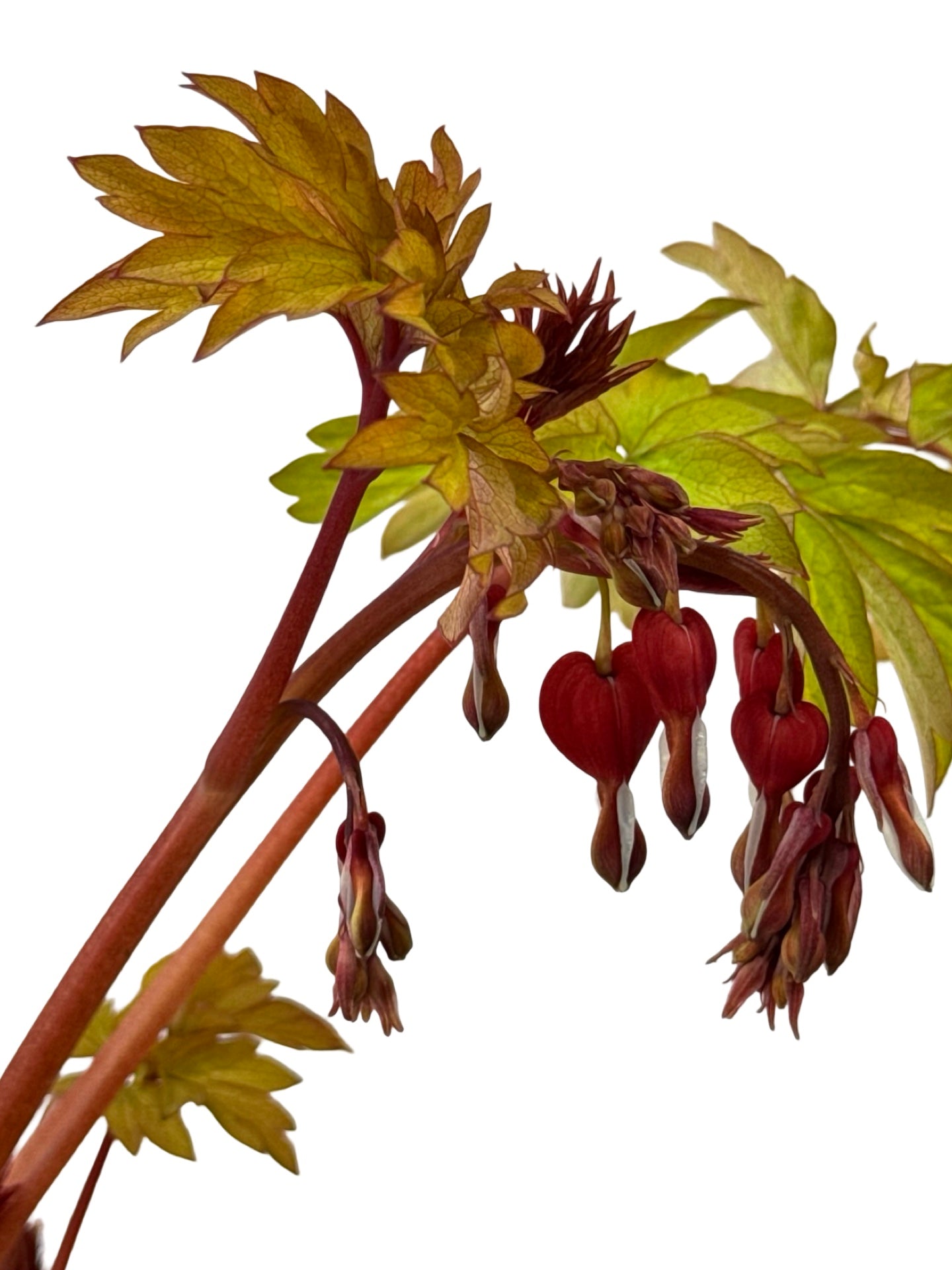 Dicentra 'Ruby Gold' - Perennials