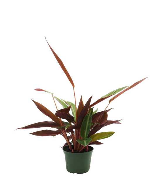 Stromanthe sanguinea