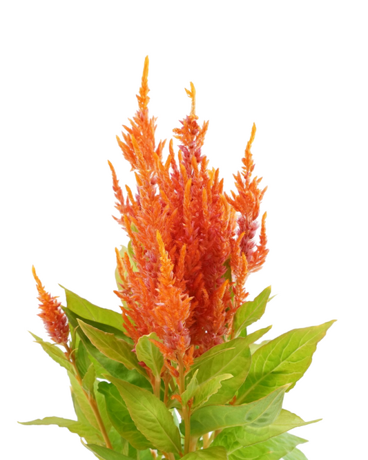 Celosia 'Fresh Look Orange'