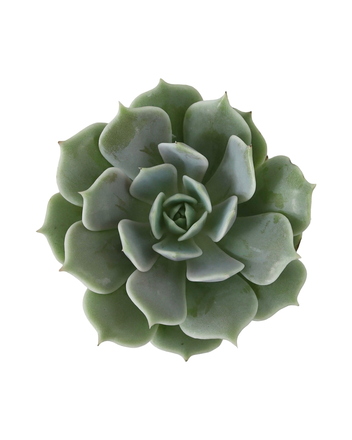 Echeveria ‘Fleur Blanc’ - House Plants