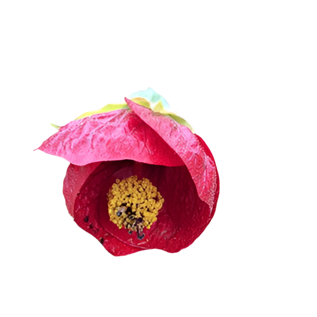 Abutilon 'Voodoo' 1 gal