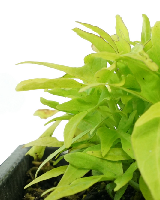 Ipomoea 'FloraMia Limon'