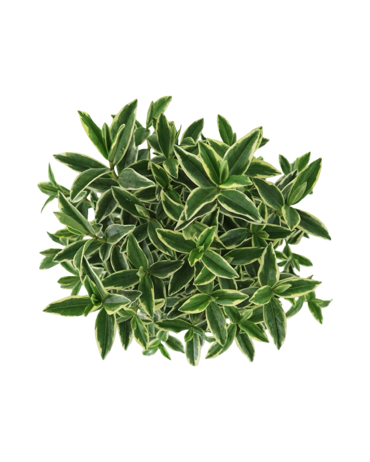 Hebe Vinoa® 'Wild Blue' - Shrubs