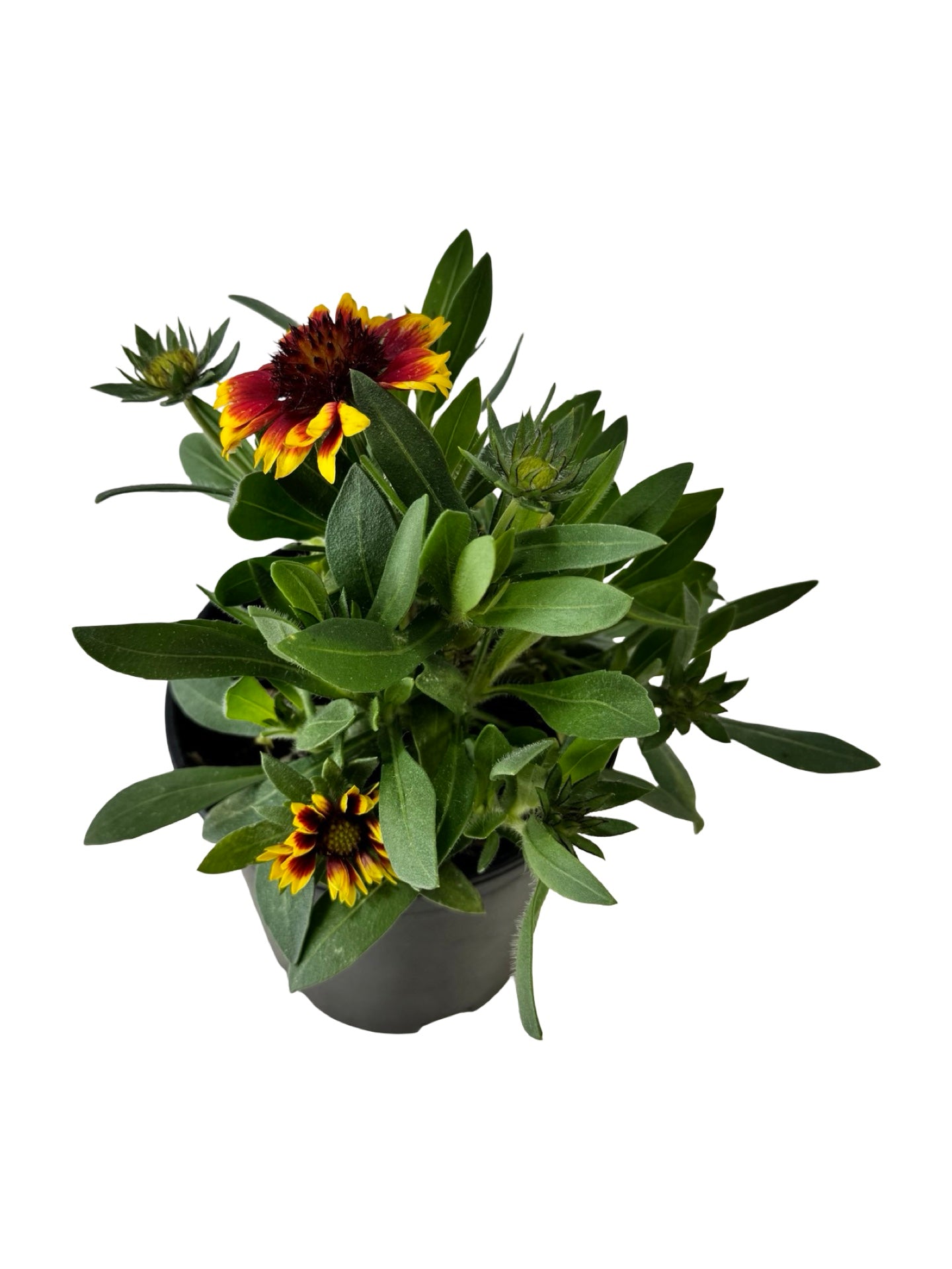 Gaillardia aristata 'Guapa Flamenco Bicolor' - Perennials