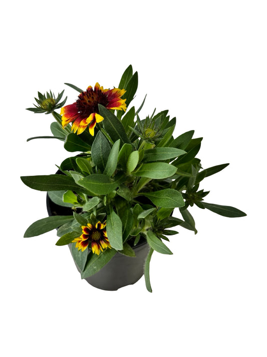 Gaillardia aristata 'Guapa Flamenco Bicolor' - Perennials