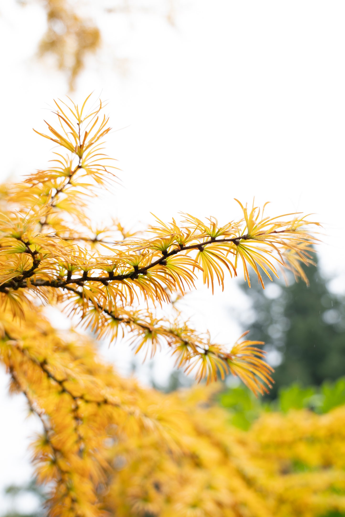 Larix kaempferi 'Pendula' 10 Gallon - Trees