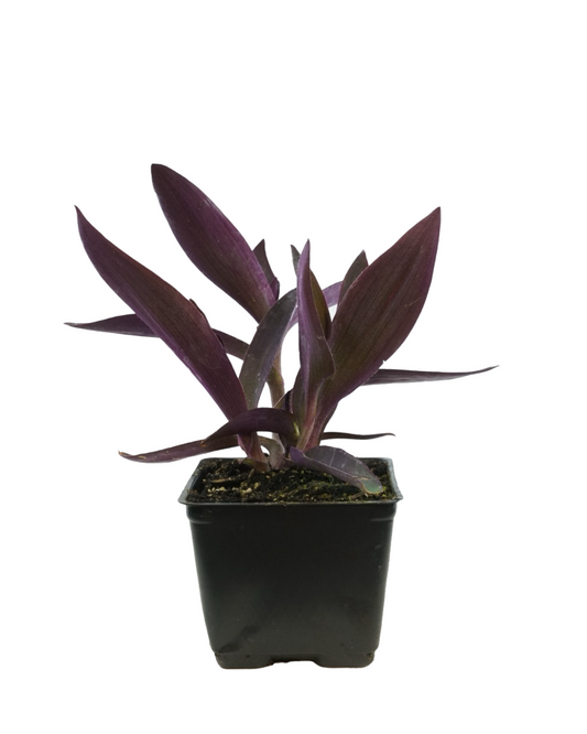 Setcreasea 'Purple Heart'