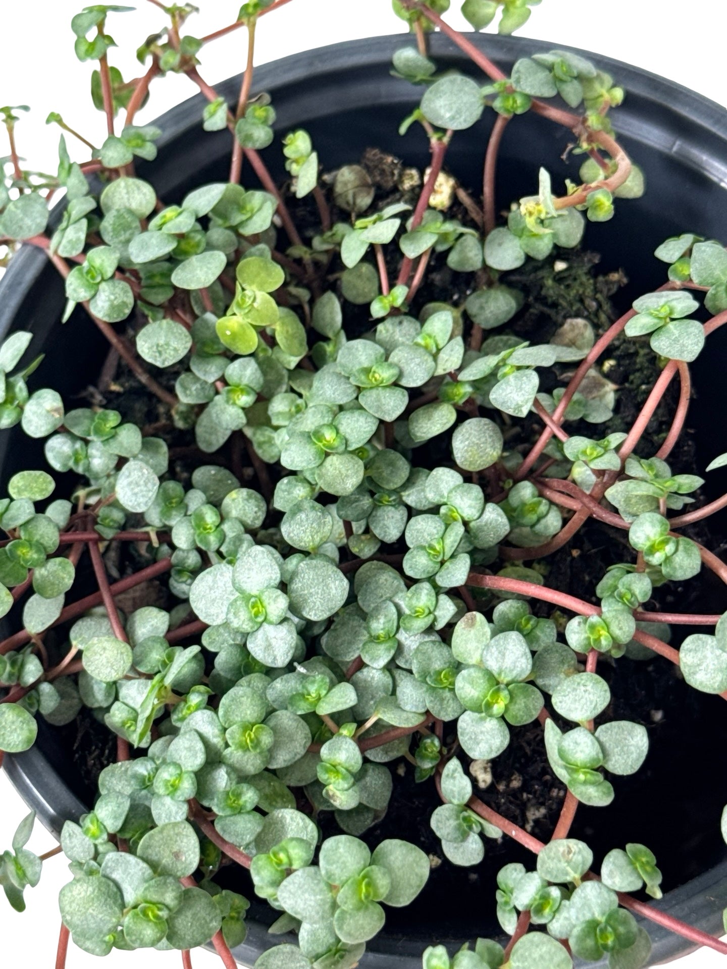 Pilea glauca 'Silver Sparkle' - House Plants