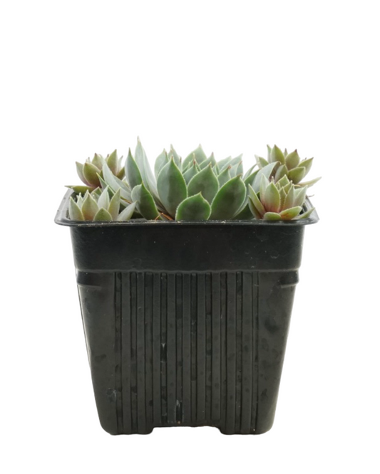 Sempervivum 'Pacific Blue Ice' - Groundcovers