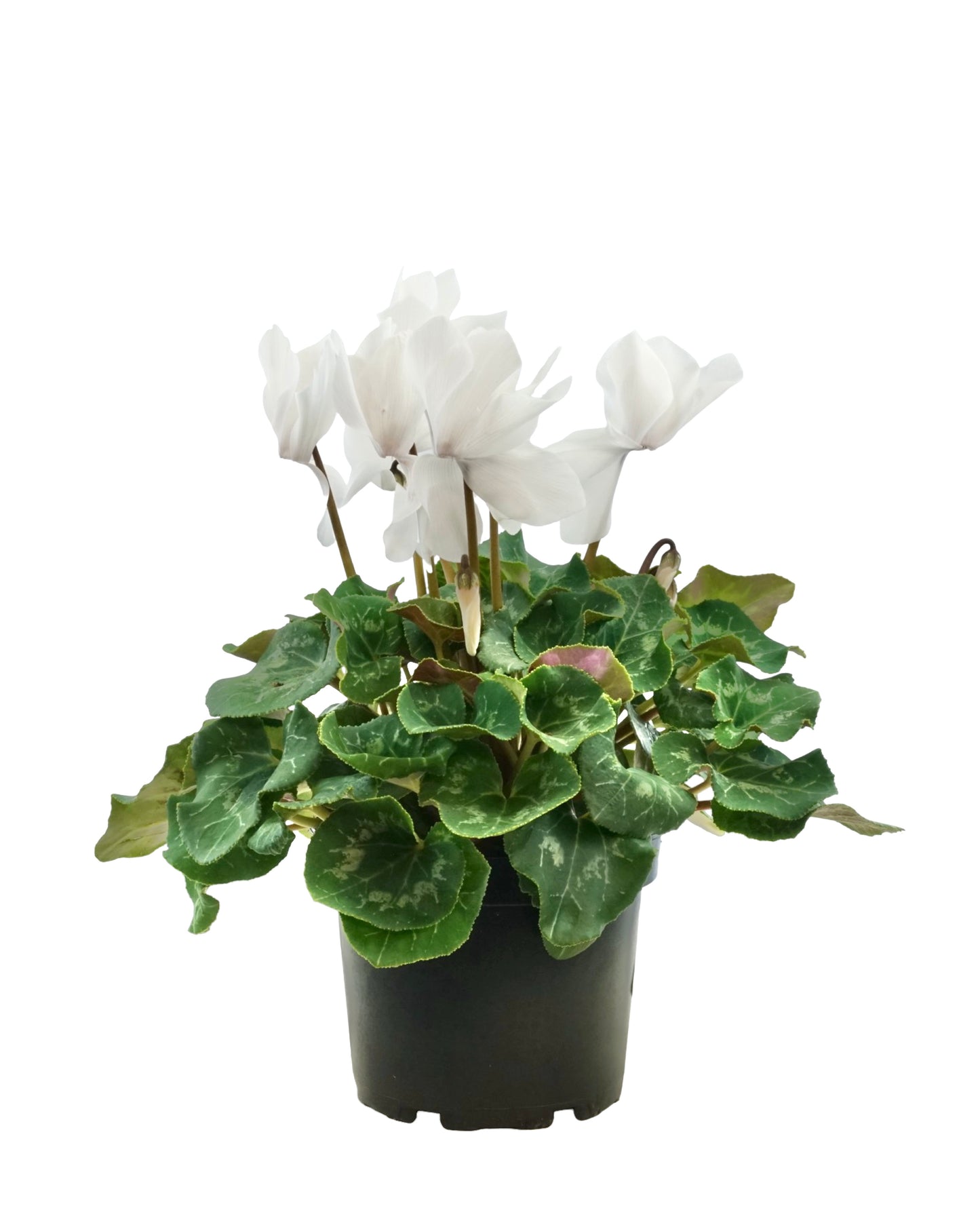 Cyclamen, Assorted - Annuals
