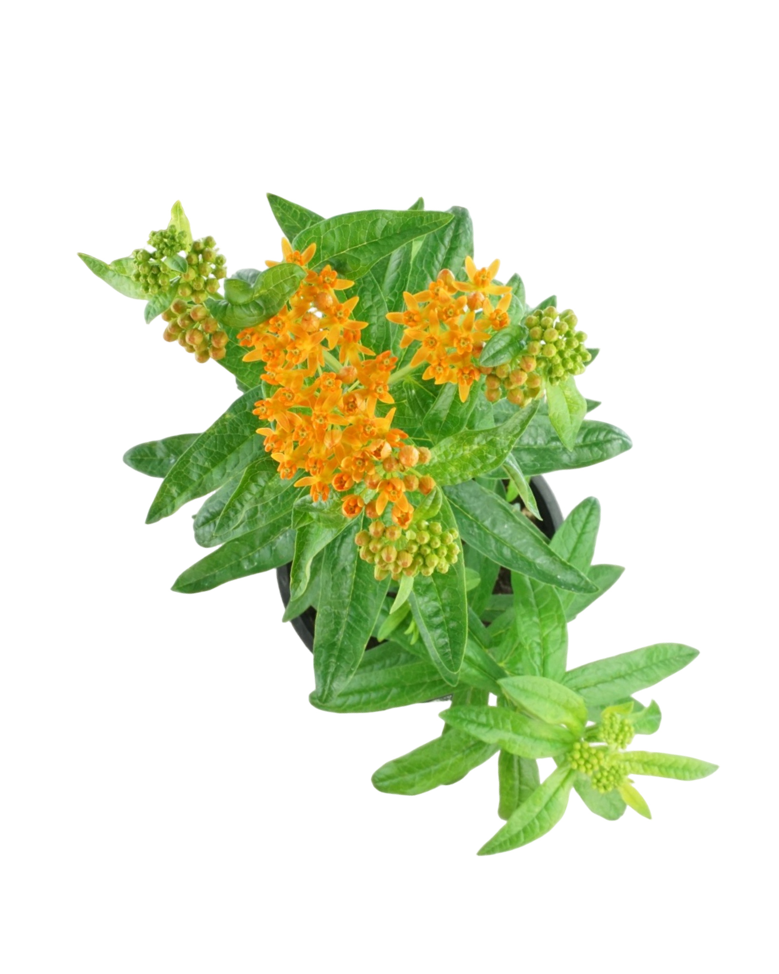 Asclepias tuberosa - Perennials