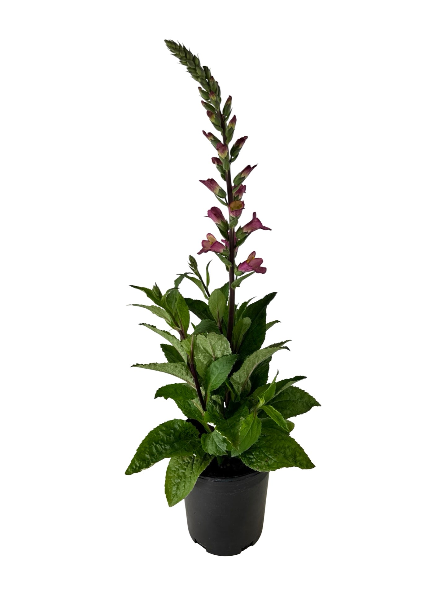 Digiplexis 'Berry Canary' - Perennials