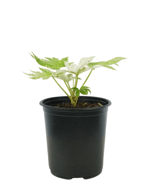 Fatsia japonica 'Spider's Web' - The Garden Corner