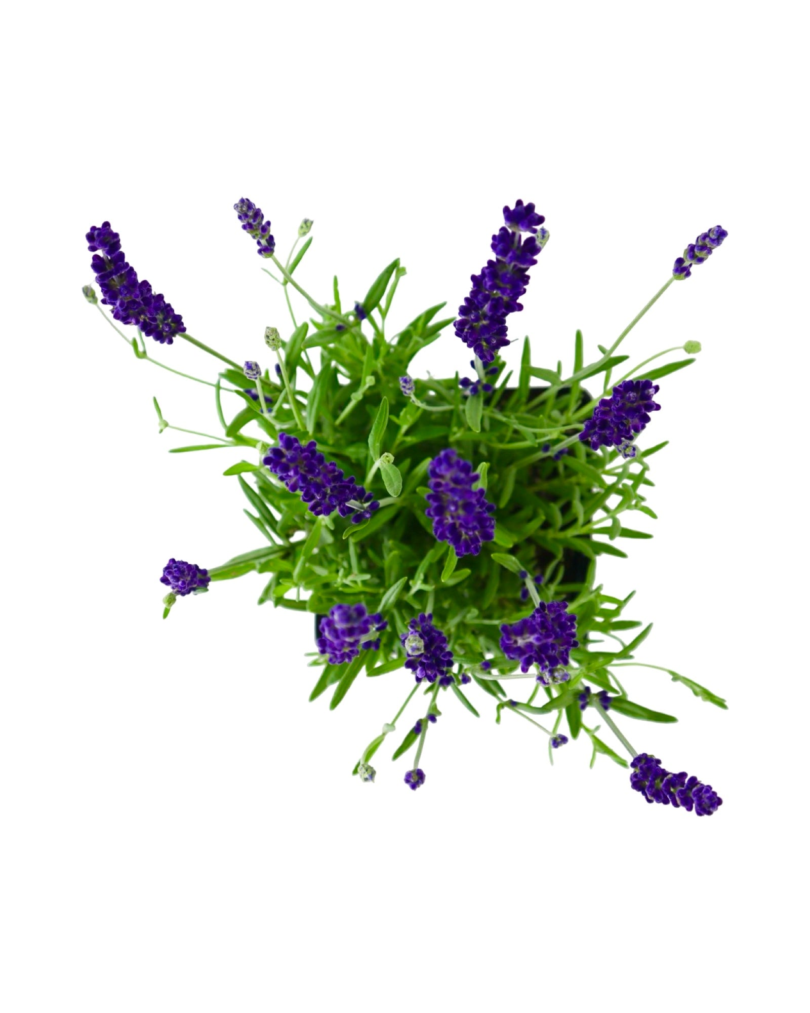 Lavandula angustifolia 'Hidcote Blue' - Herbs and Vegetables