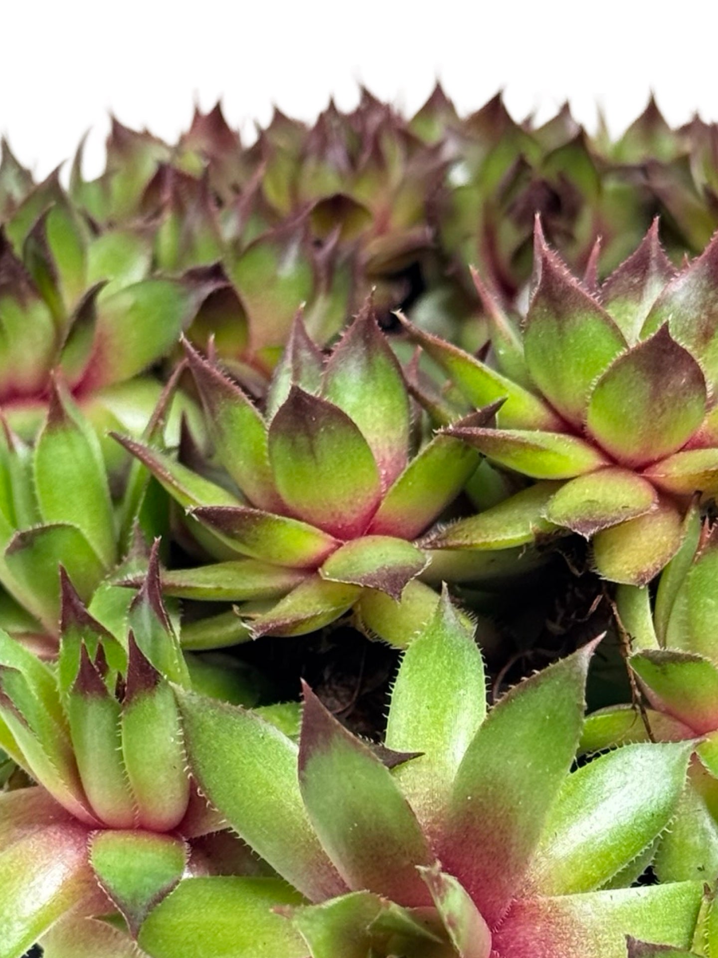 Sempervivum 'Carmen' - Groundcovers