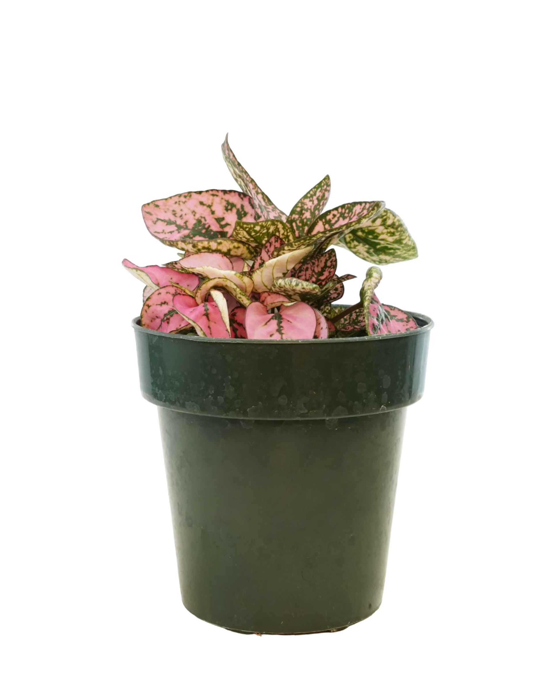 Hypoestes phyllostachya 'Pink' - House Plants