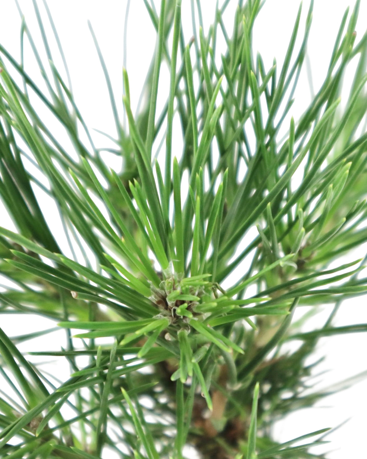 Pinus thunbergii 'Twisty' - Shrubs