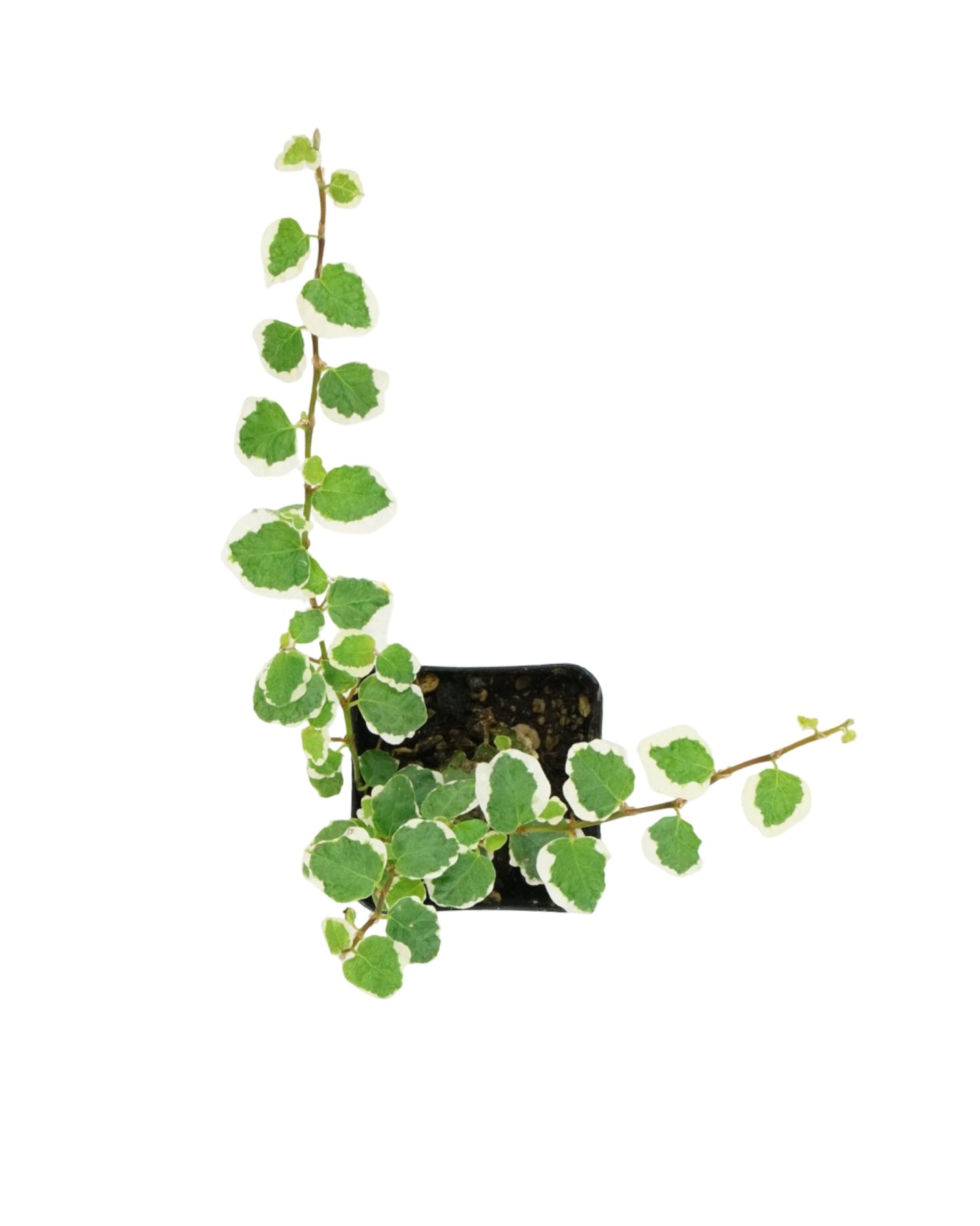 Ficus pumila 'Variegata'