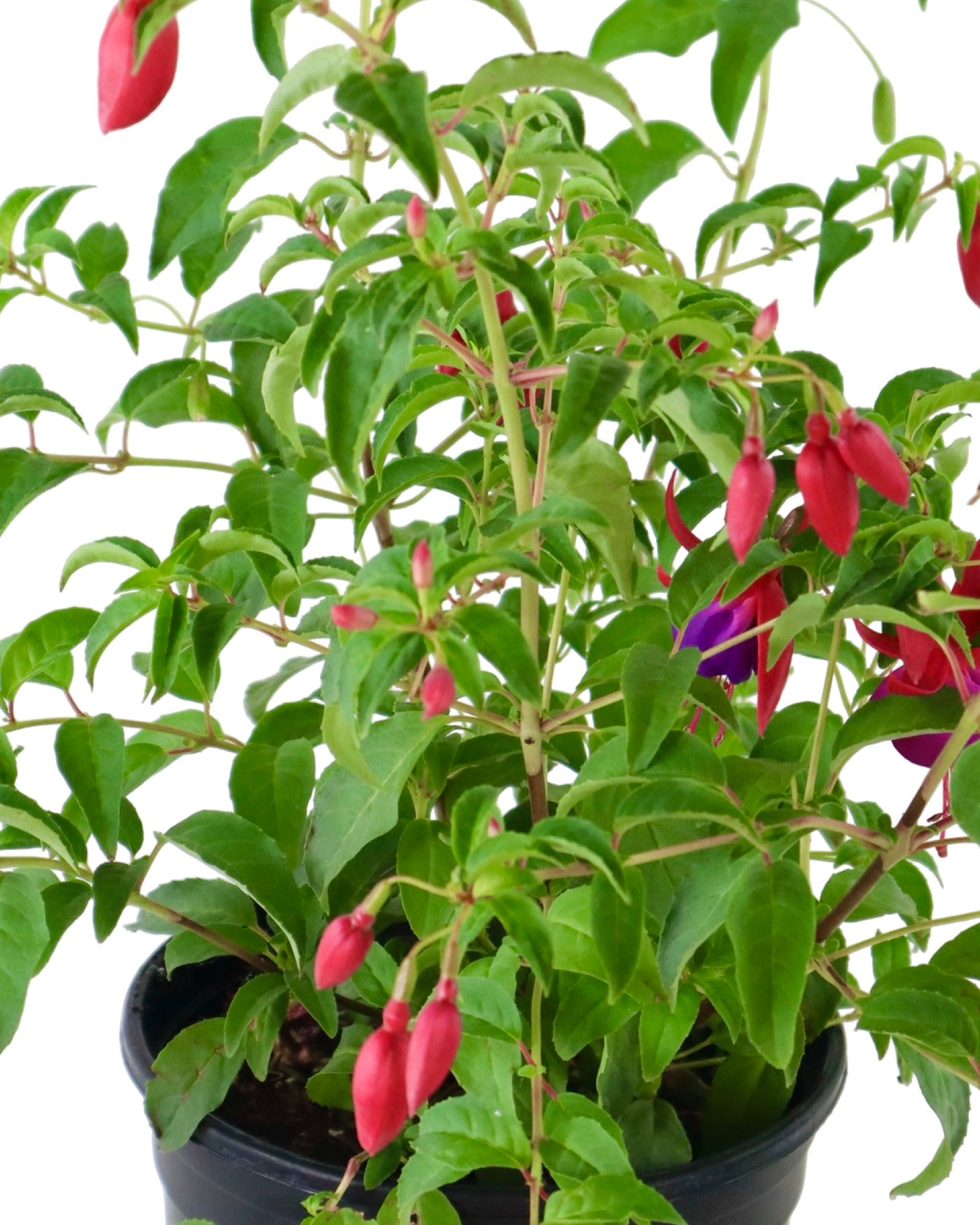 Fuchsia 'Army Nurse' - Perennials