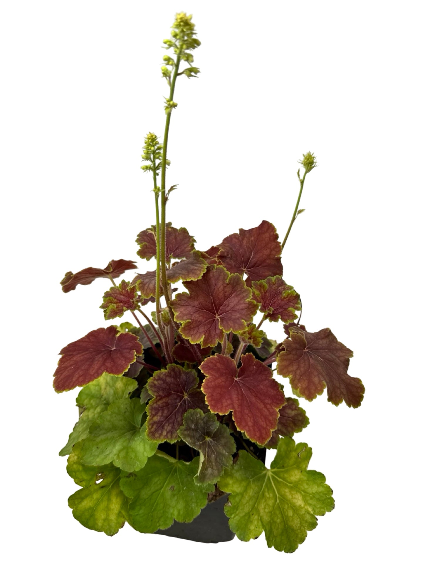 Heuchera 'Delta Dawn' - Perennials