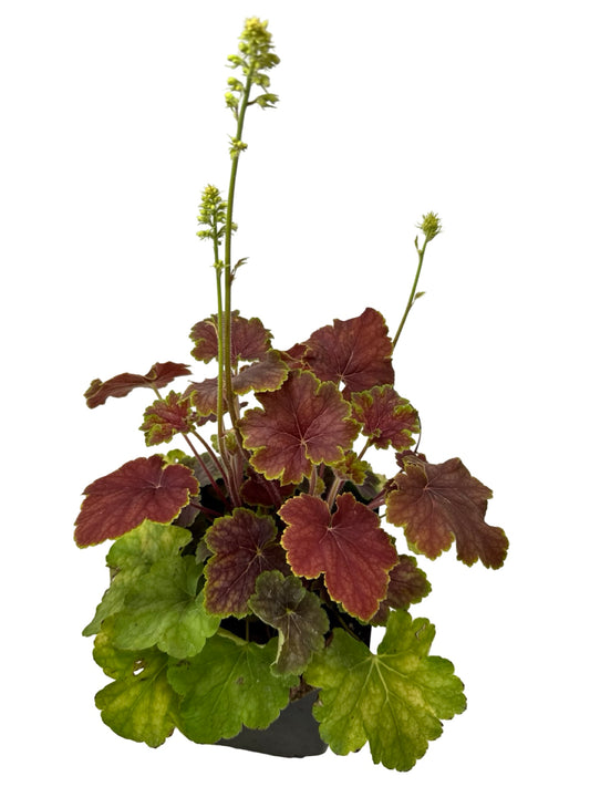 Heuchera 'Delta Dawn' - Perennials