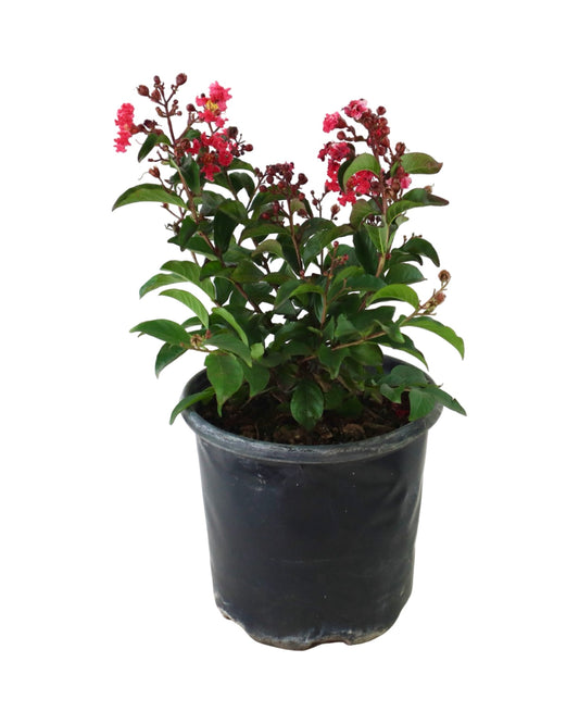 Lagerstroemia Bellini® Cherry - Shrubs