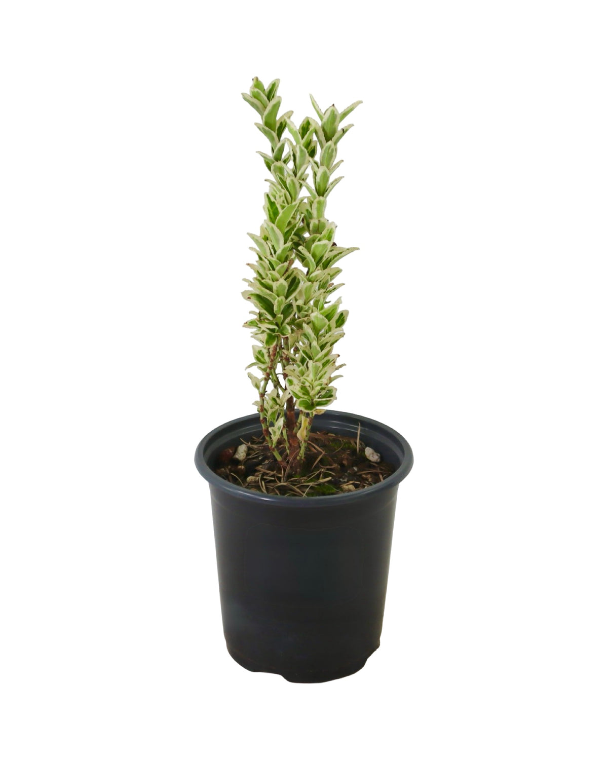Euonymus japonicus 'White Spire' - Shrubs