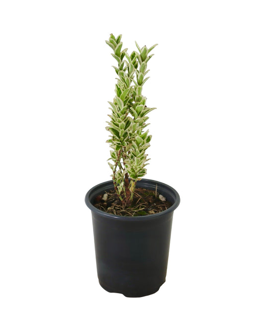 Euonymus japonicus 'White Spire' - Shrubs