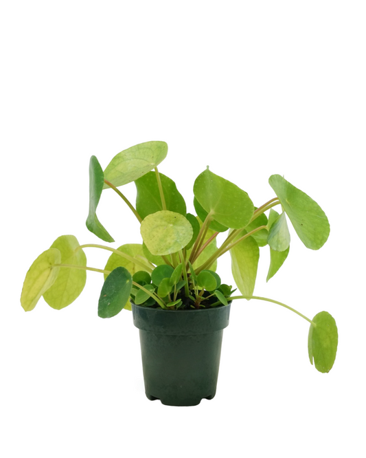 Pilea peperomioides
