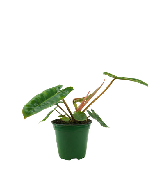 Philodendron billietiae