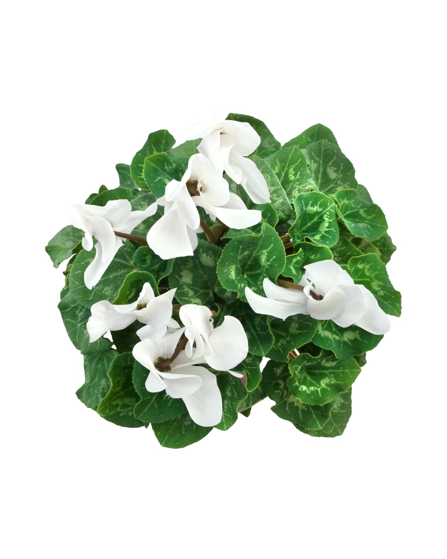 Cyclamen, Assorted - Annuals