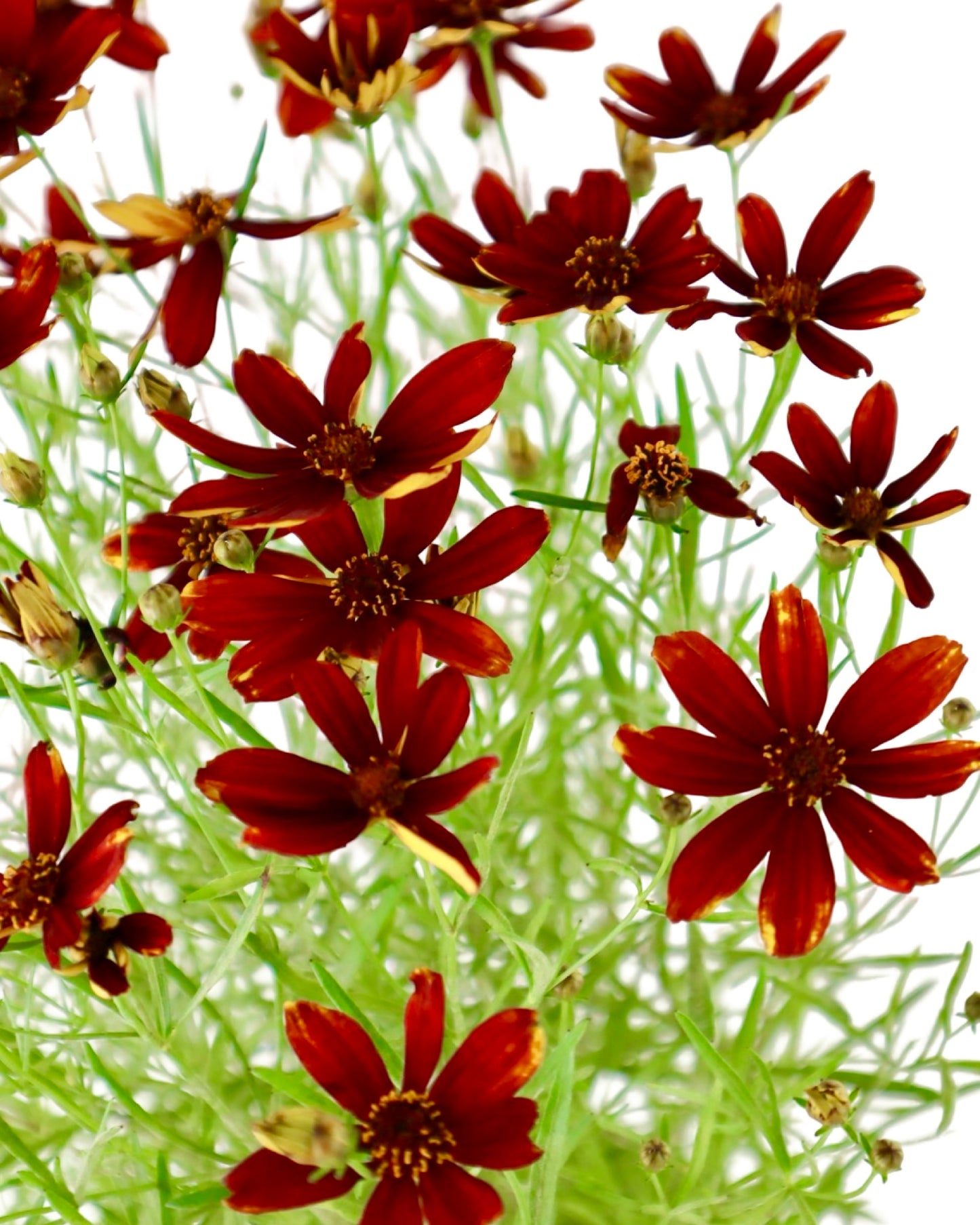 Coreopsis 'Ladybird' - Perennials
