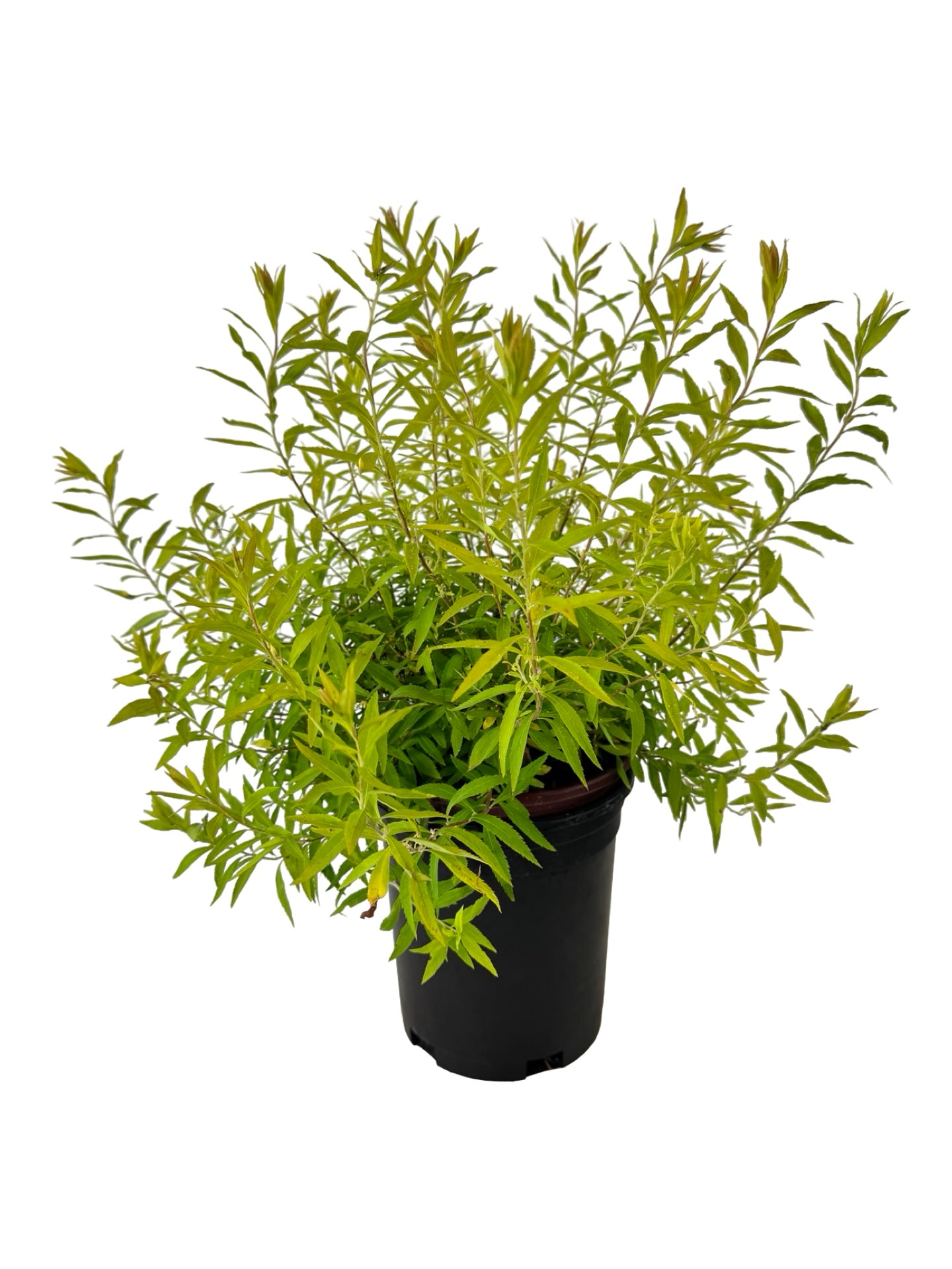 Spiraea thunbergii 'Ogon' - Shrubs