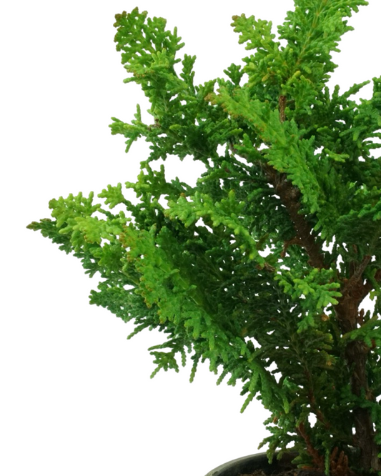 Chamaecyparis obtusa 'Filicoides Compacta'