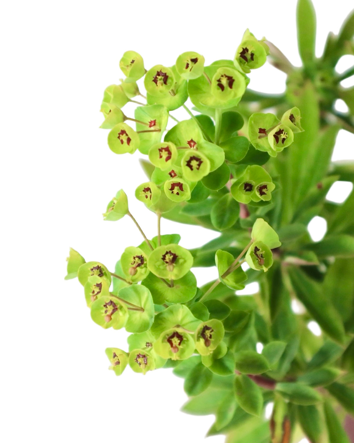 Euphorbia x martinii 'Red Martin' - Perennials