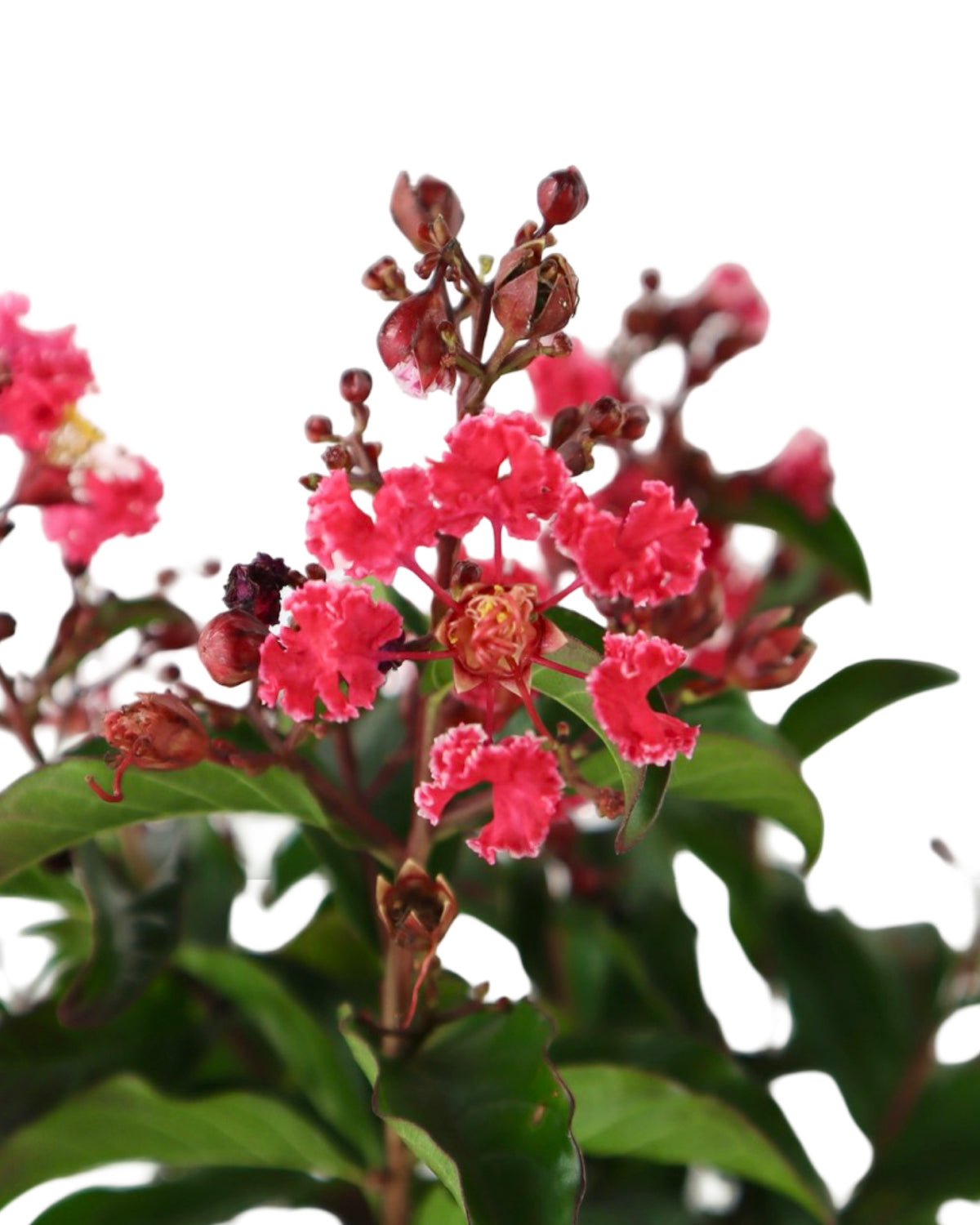 Lagerstroemia Bellini® Cherry - Shrubs