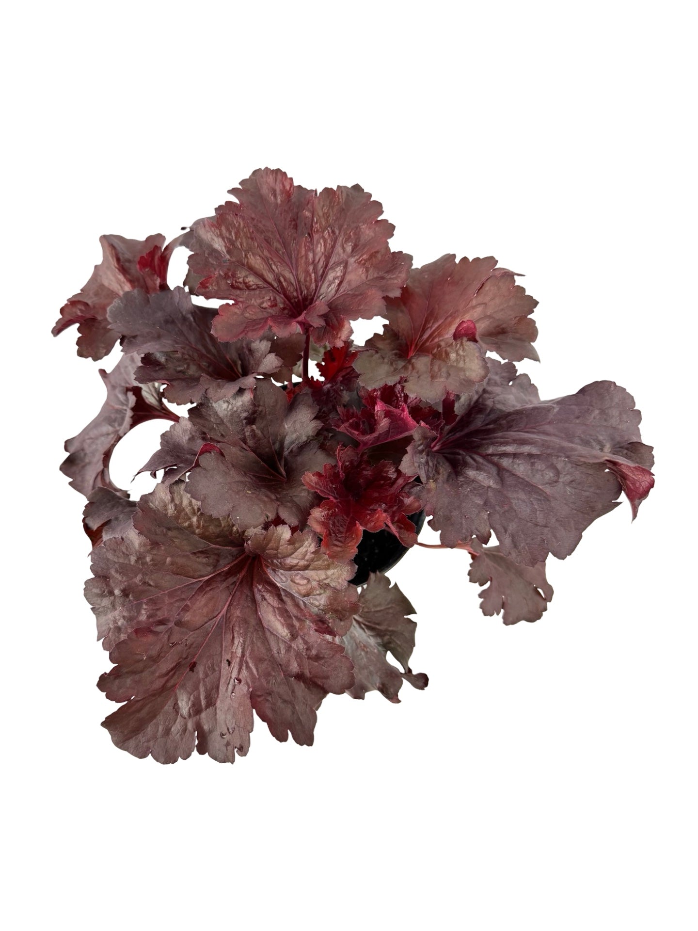 Heuchera 'Rosewood' - Perennials