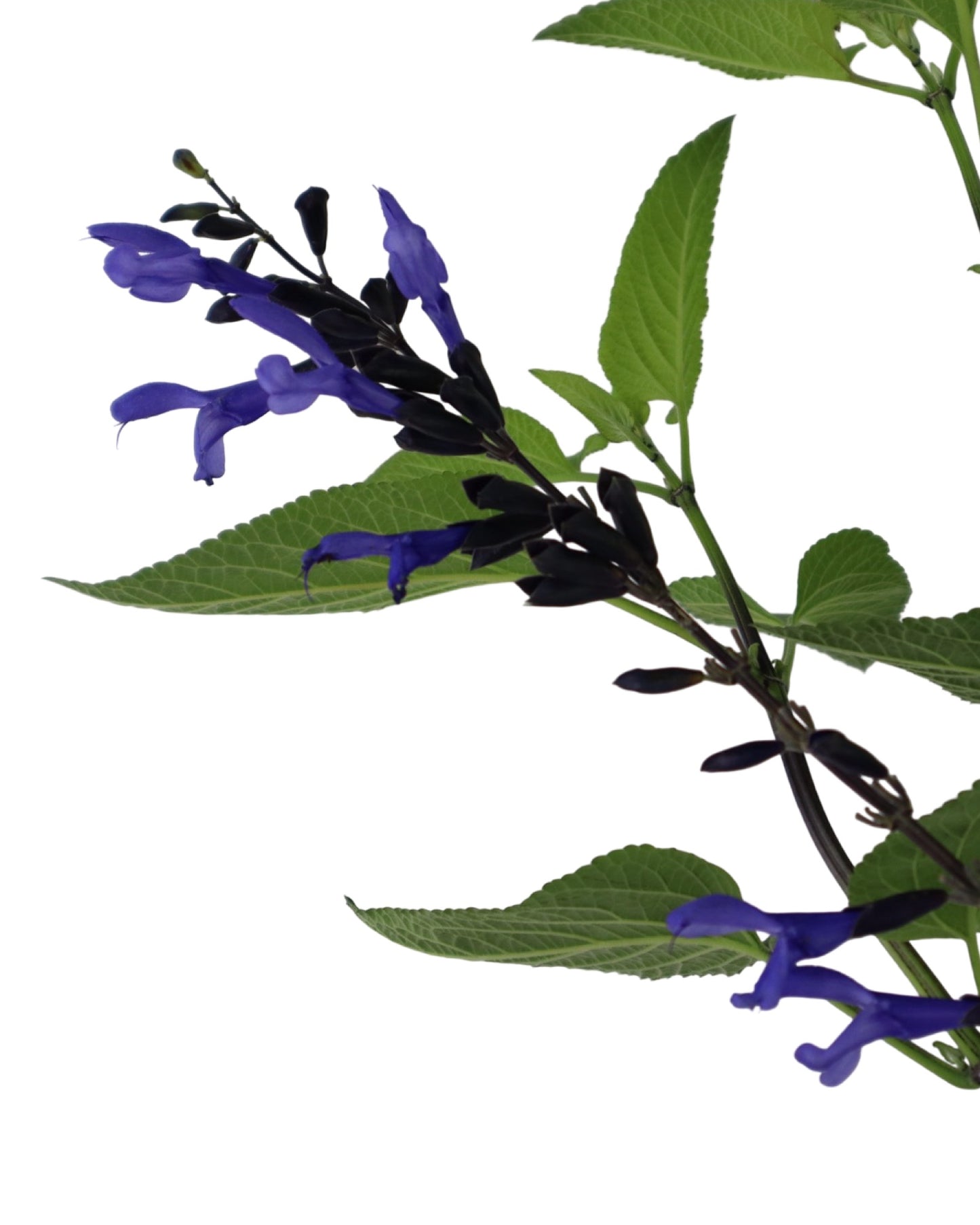 Salvia guaranitica 'Black and Blue' - Perennials