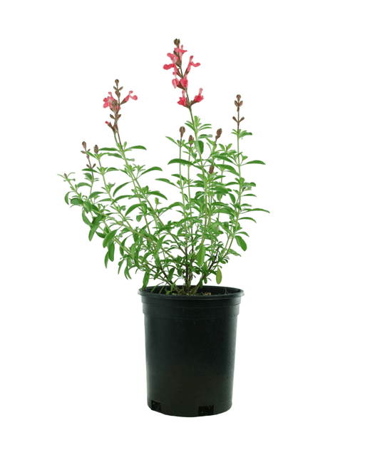 Salvia greggii 'Lipstick' - The Garden Corner
