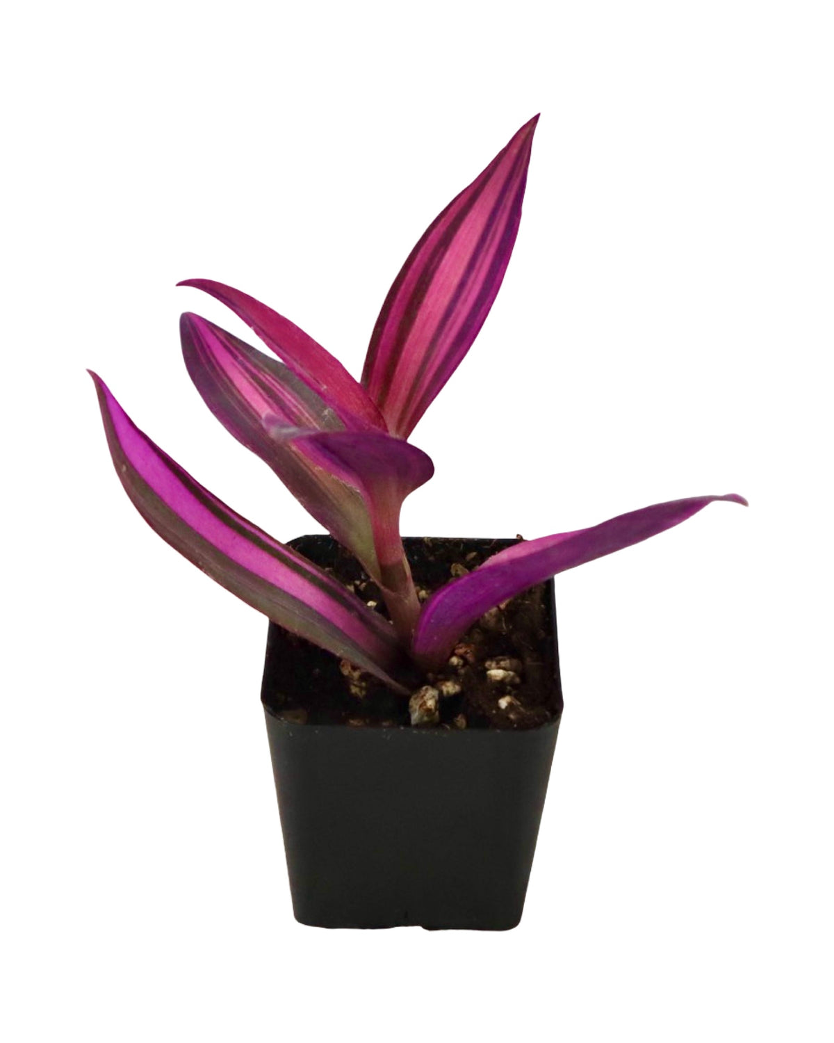 Tradescantia Assorted - House Plants
