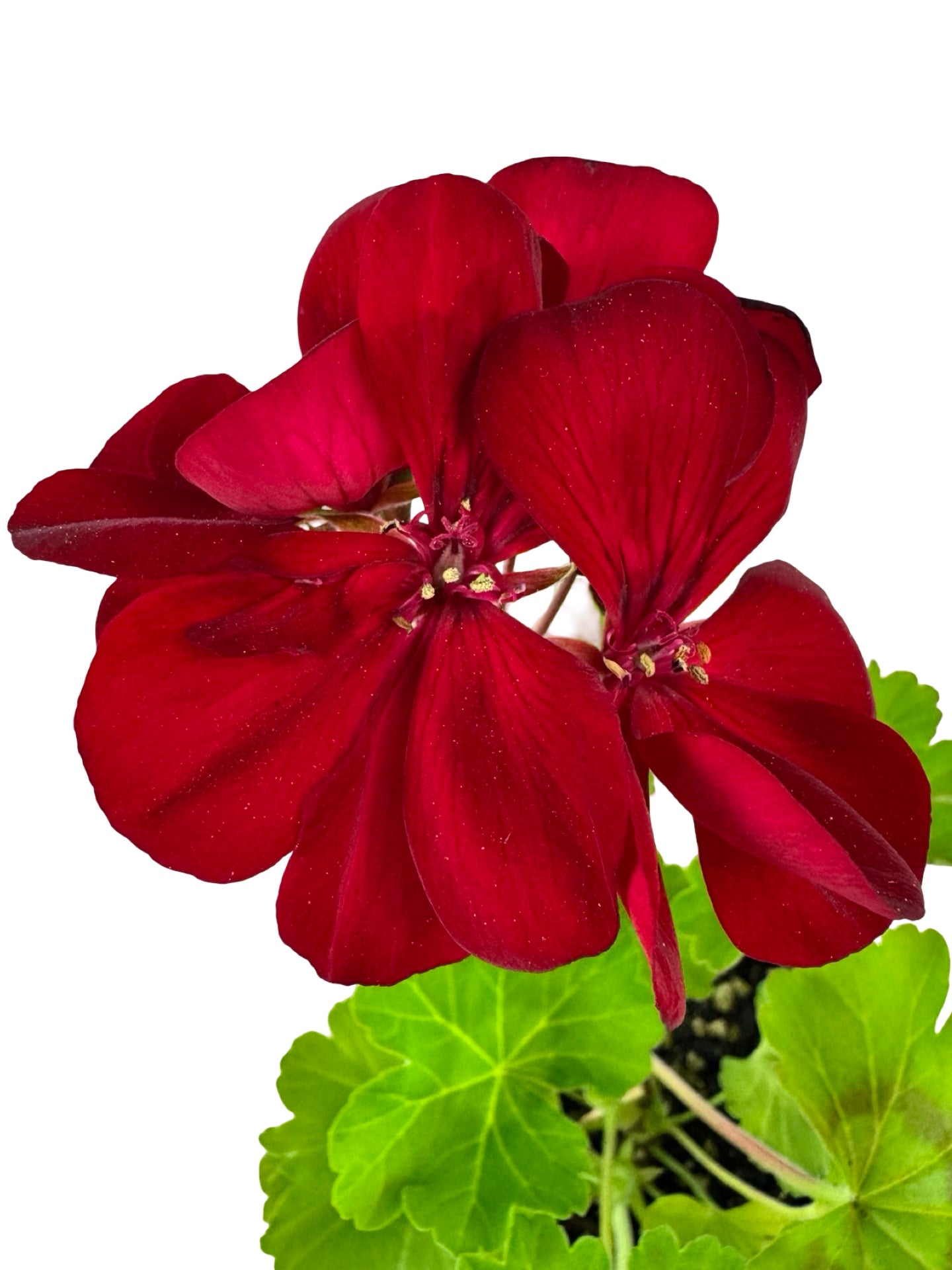 Geranium Zonal Calliope® 'Dark Red' - Annuals