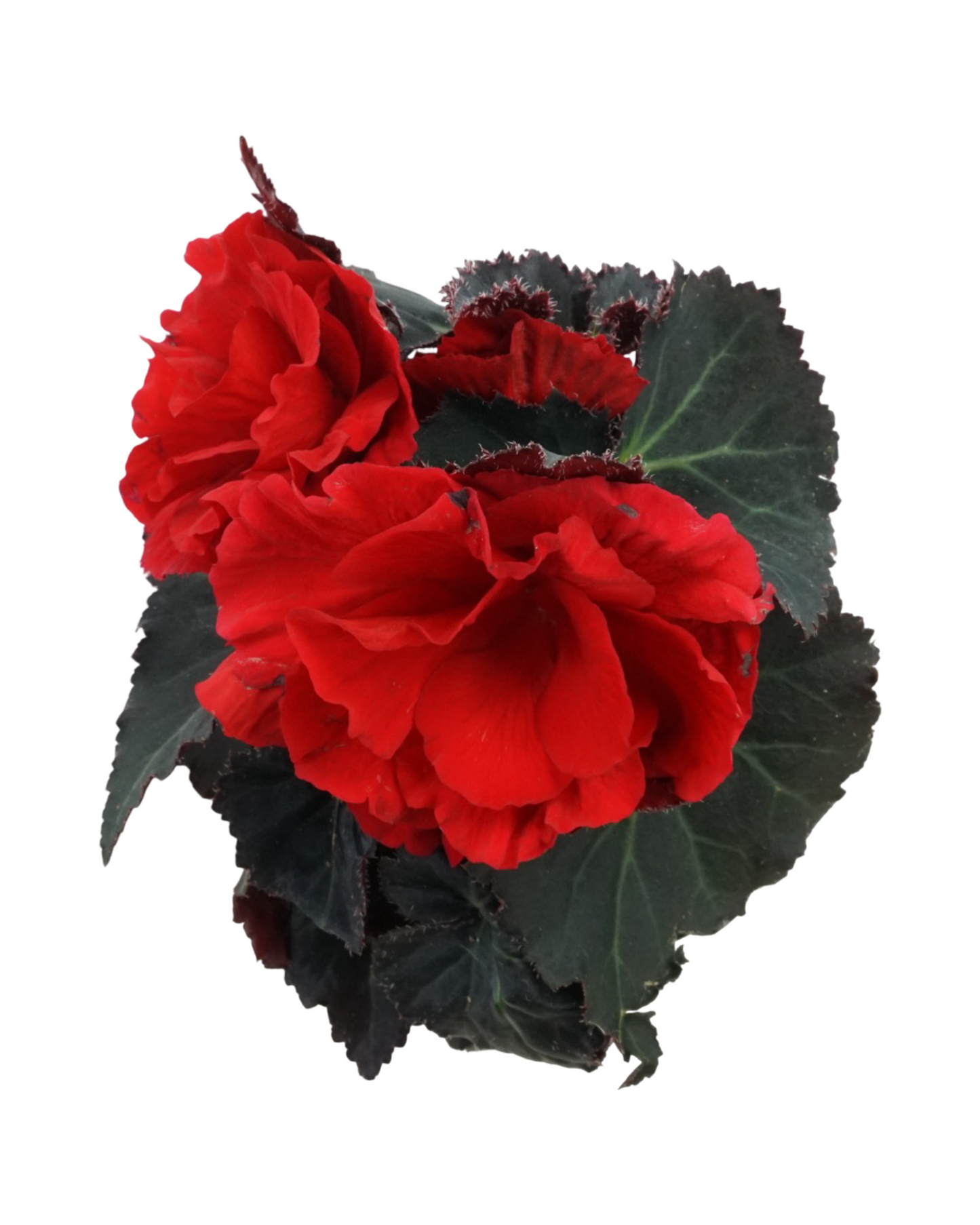 Begonia 'Nonstop Mocca Red' - Annuals