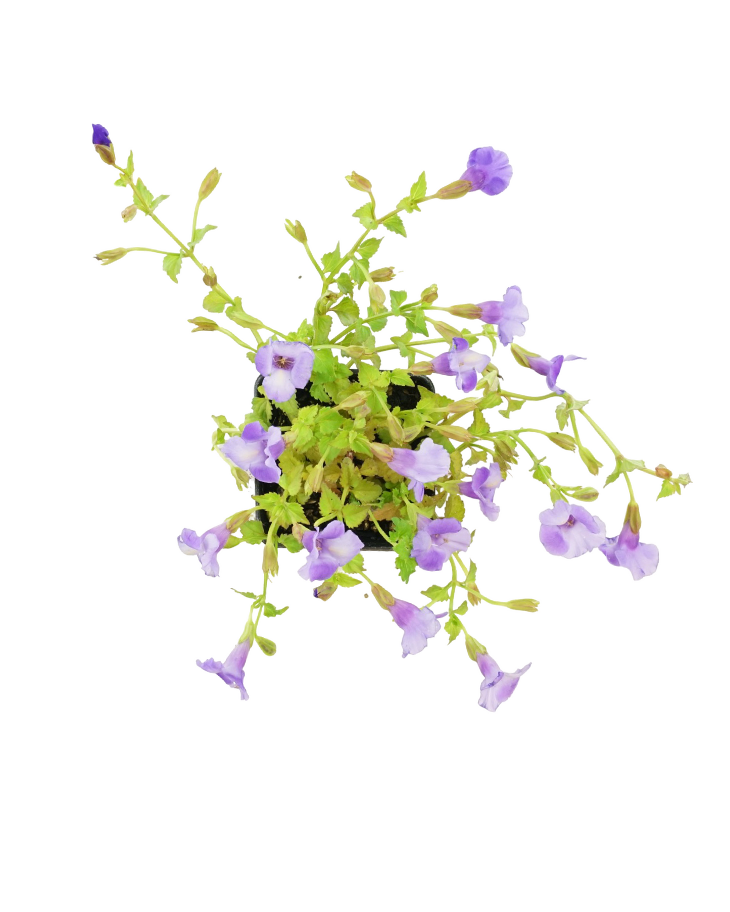 Torenia 'Summer Wave Large Blue' - Annuals