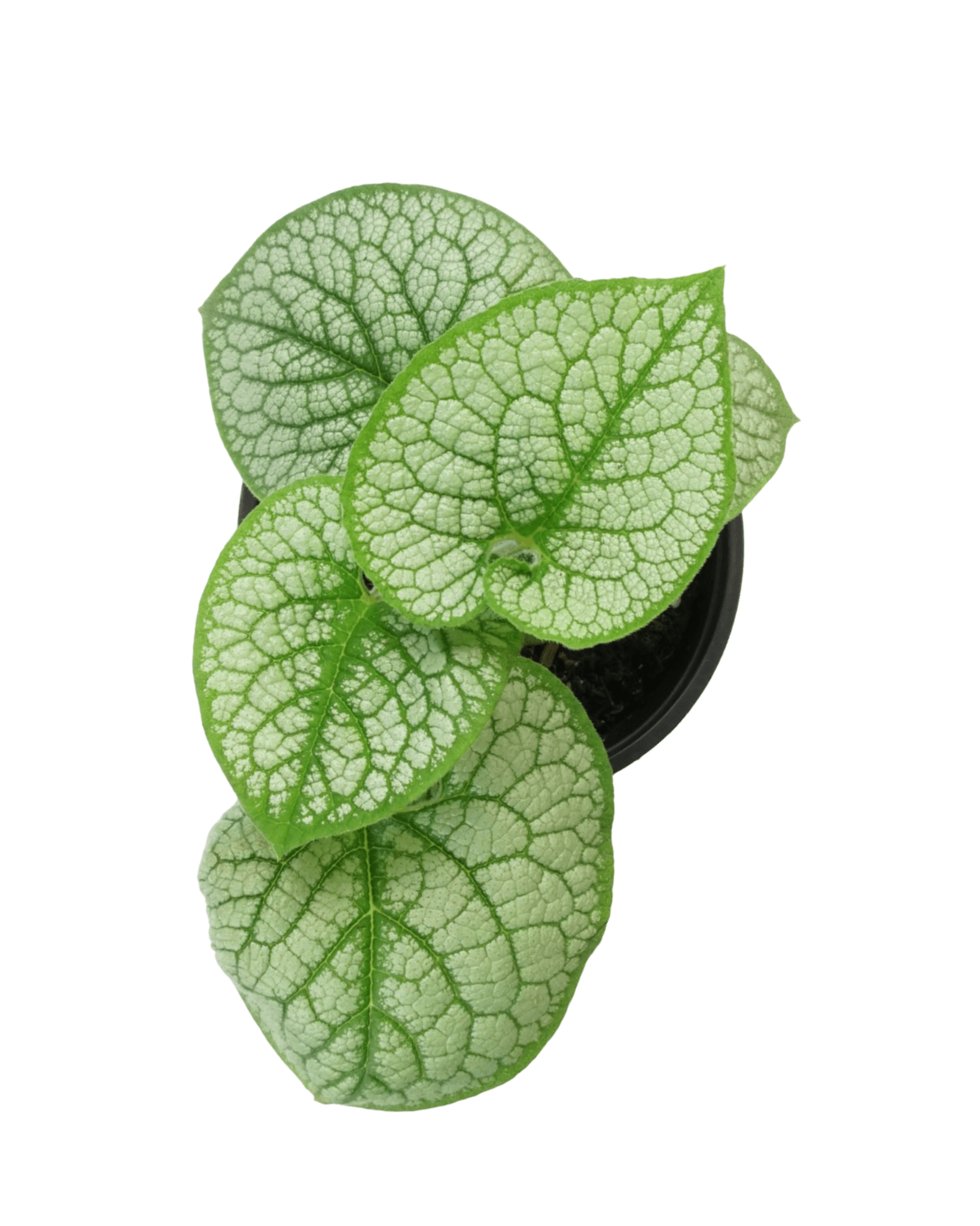 Brunnera macrophylla 'Sea Heart' - The Garden Corner