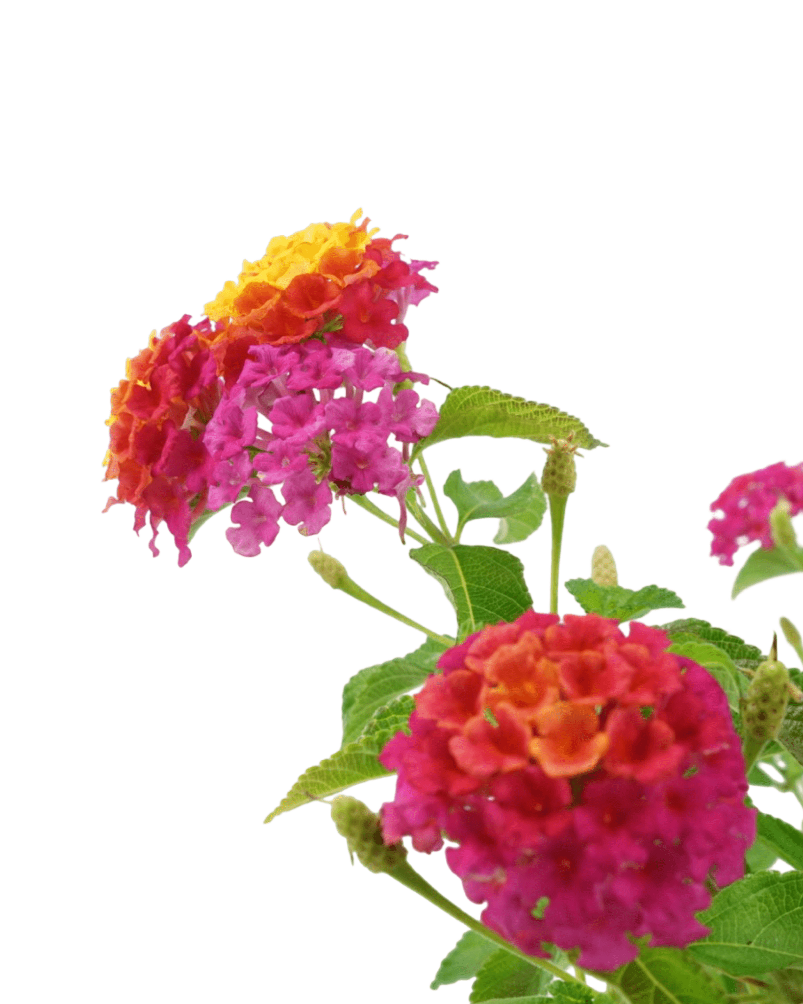 Lantana 'Landmark Sunrise Rose' - The Garden Corner