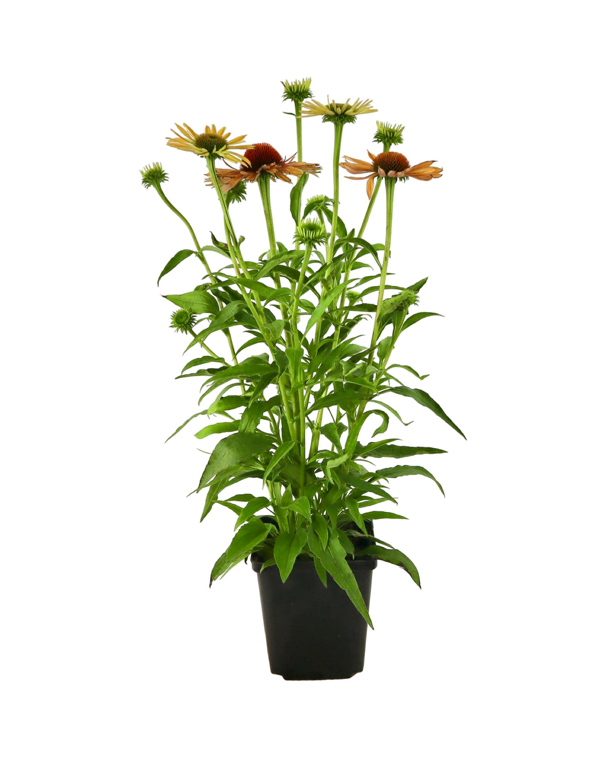 Echinacea 'Big Kahuna' - Perennials