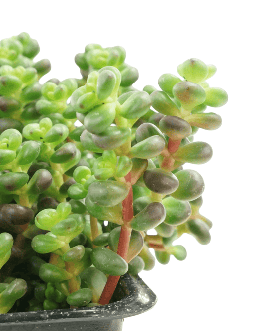 Sedum divergens (Old Man's Bones) - The Garden Corner
