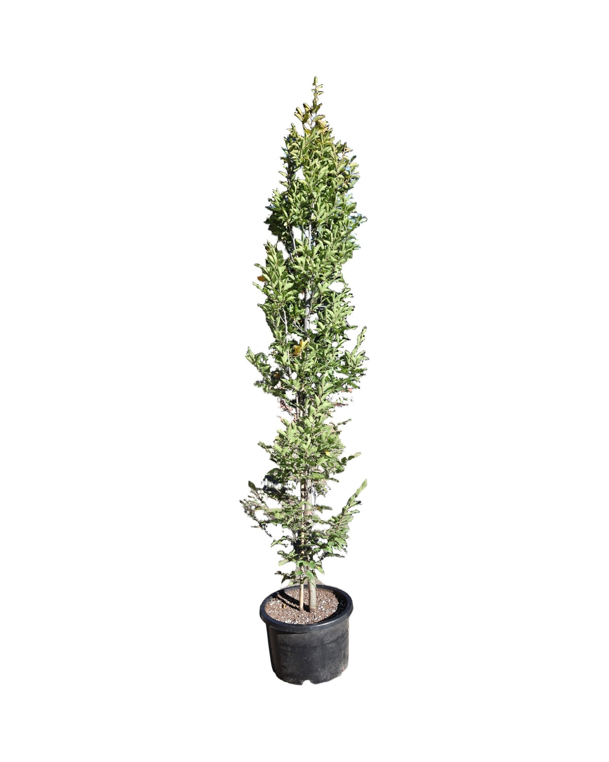 Carpinus betulus 'Fastigiata' - Trees