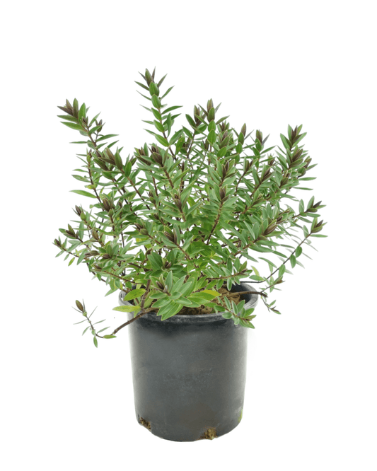 Hebe 'Pretty 'n' Pink' - The Garden Corner